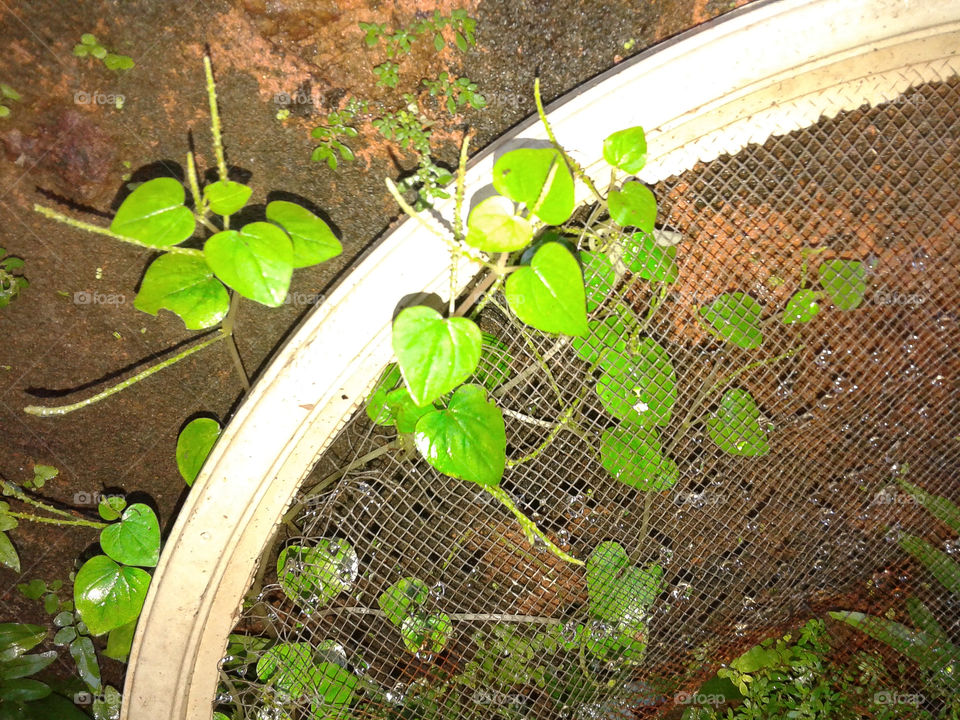 peneira,  gotas e plantas