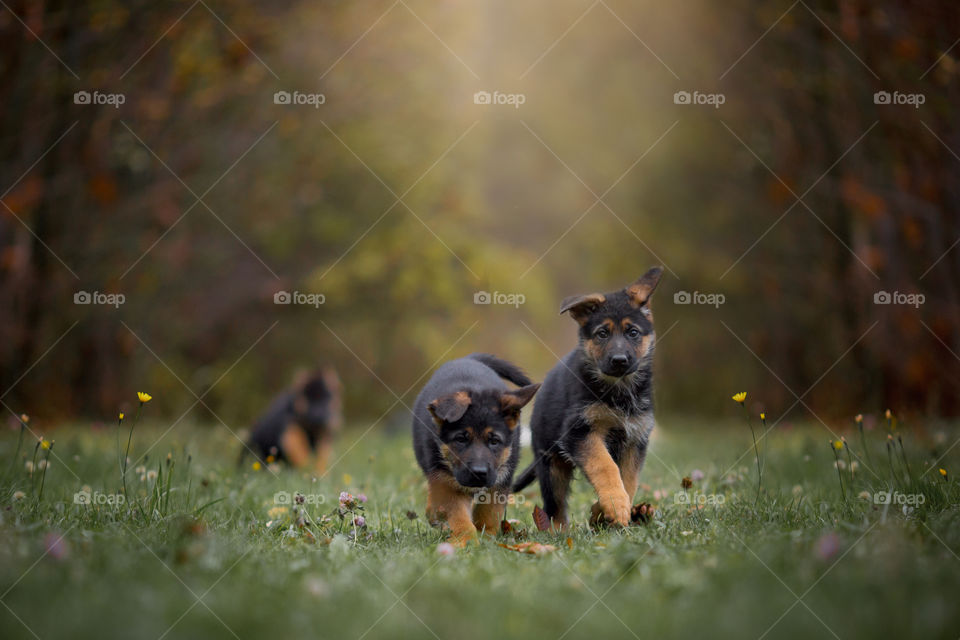 German Shepherd Puppies outdoor portrait