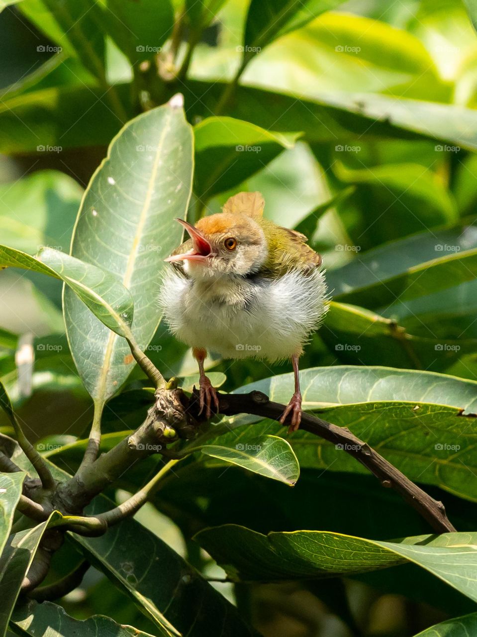 Beautiful Common Tailorbird