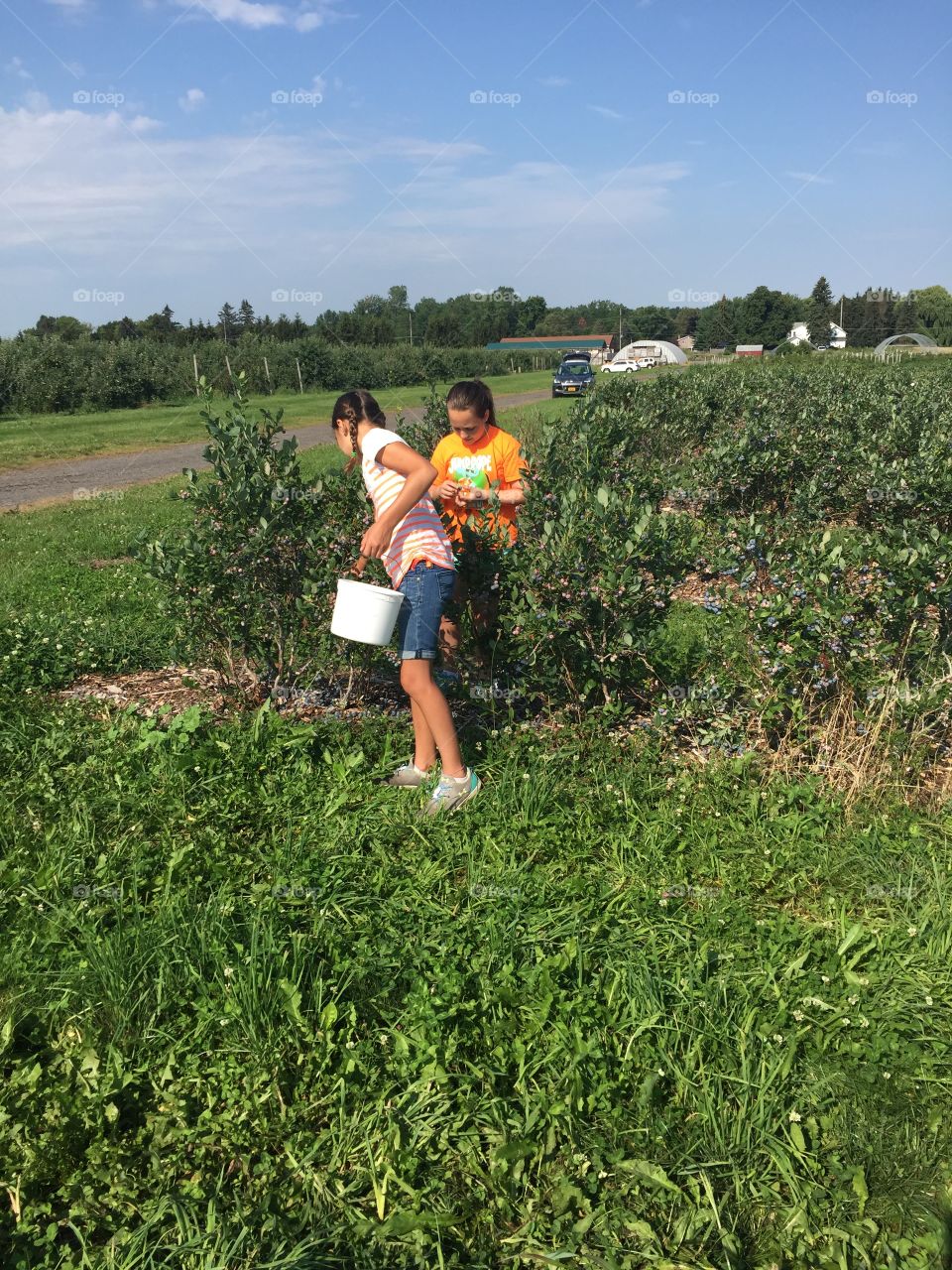 Find the ripest blueberry 