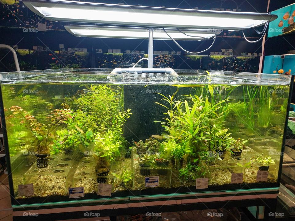 Aquatic plants for the aquarium