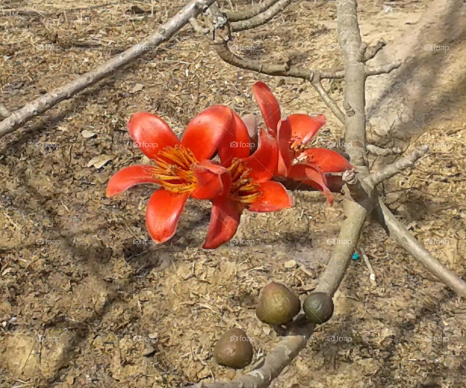 Cotton flower closeup view we called it Himalu