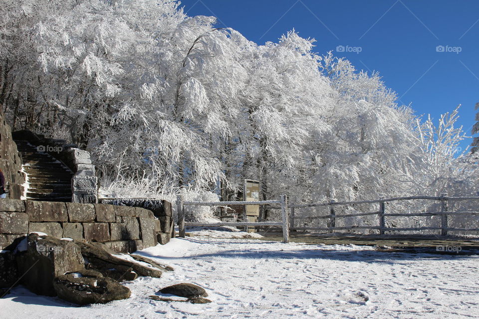 White snow in the forest