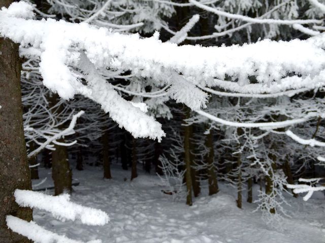 Winter tree