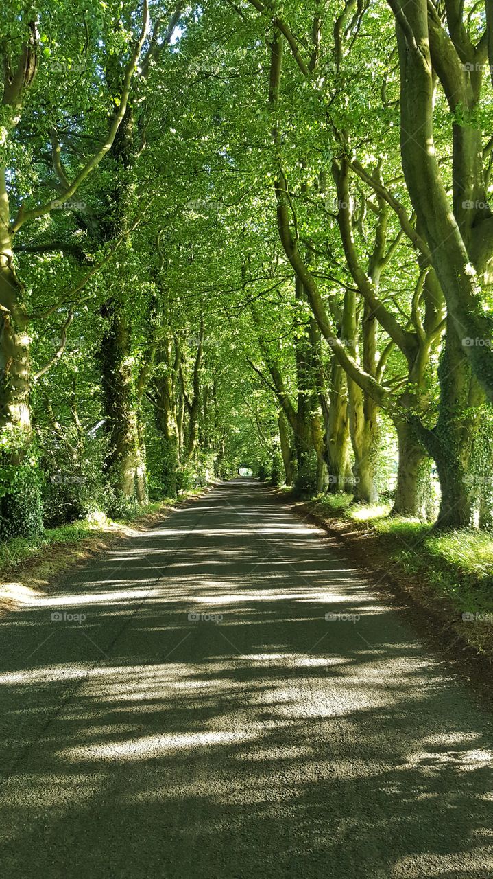 Great country road near longleat with arching trees