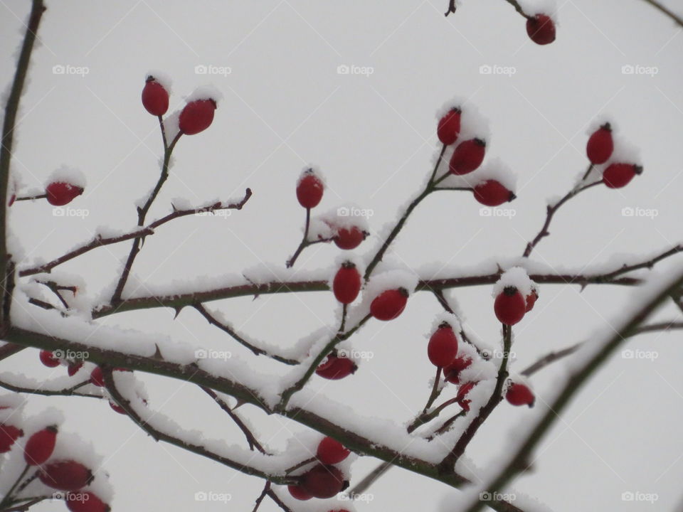 Der Strauch im Winter