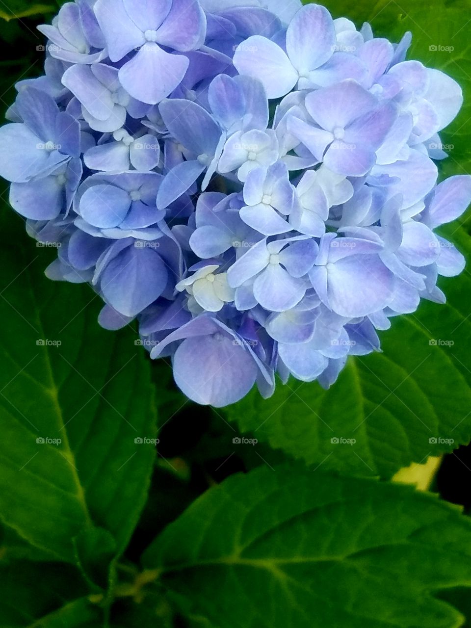 Blue Azalea - Something Blue