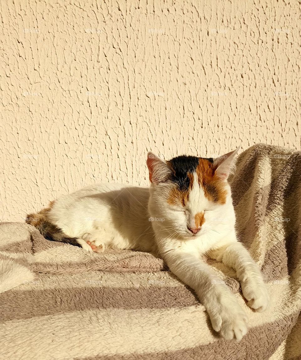 cat sleeping and relaxing in sunlight, mobile photography