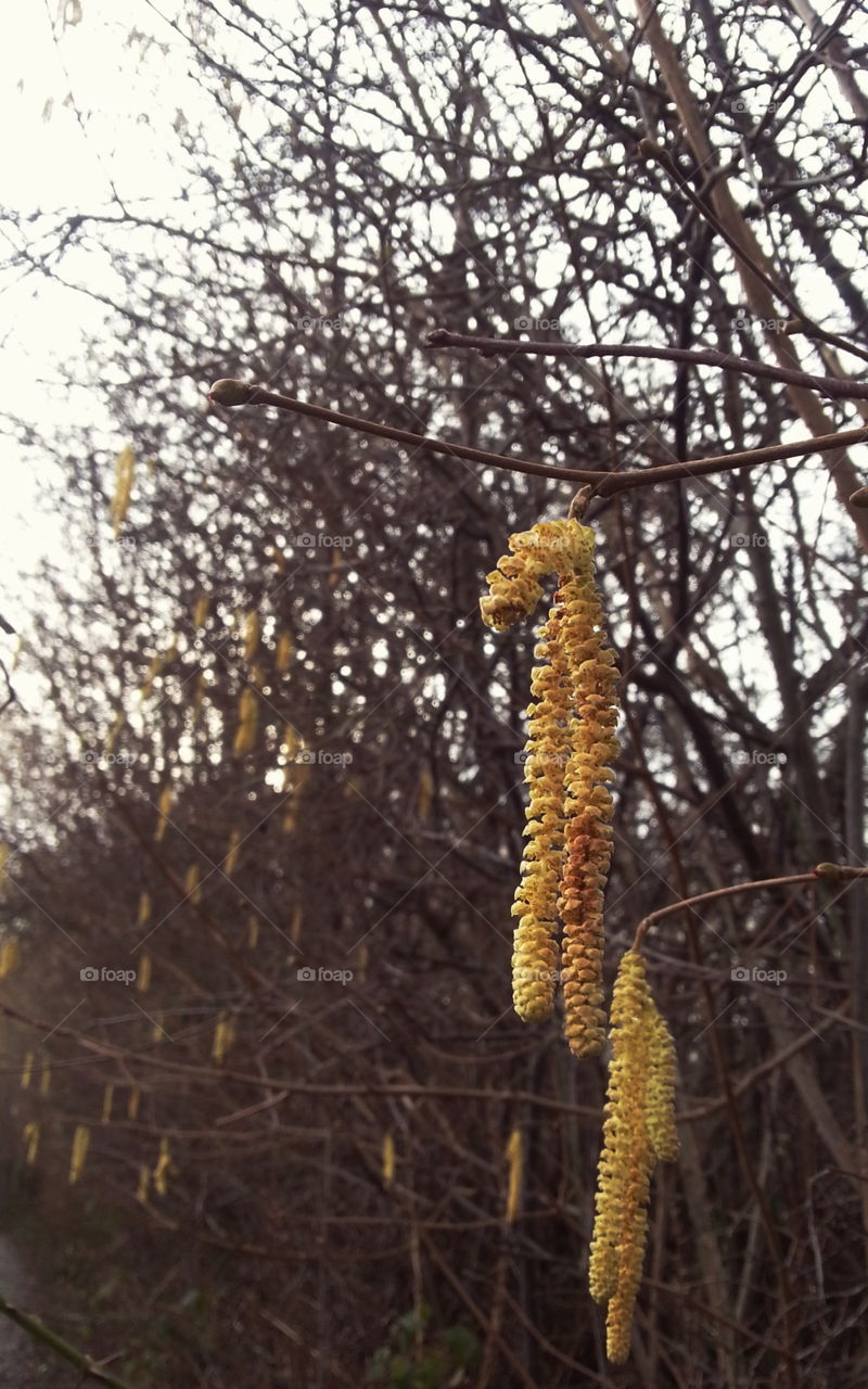 Catkins on hazel