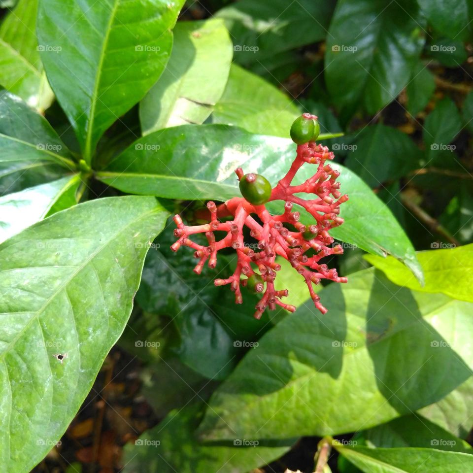 Red flower on the park