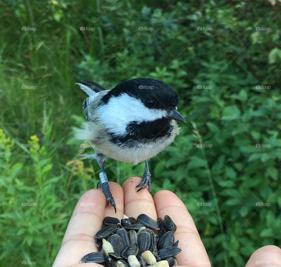 Nature, Bird, Outdoors, Little, No Person