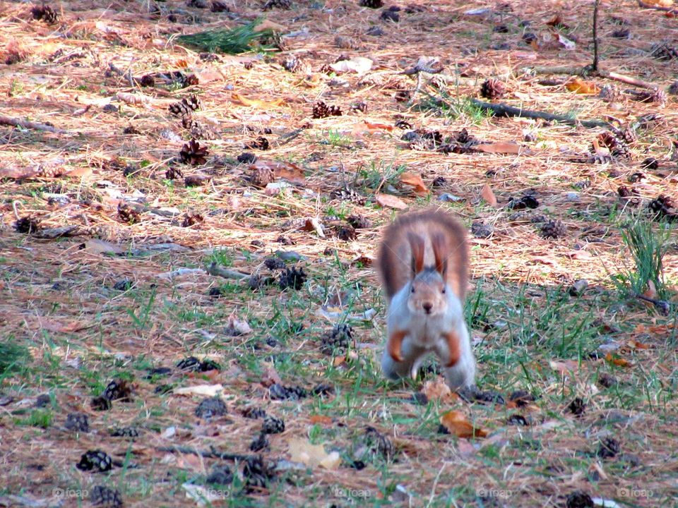 wild squirrel in the park, November, very, Voronezh, Russia, nature in the city