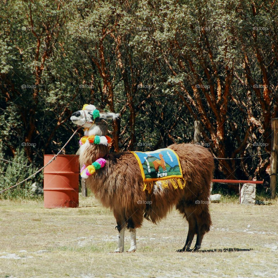 Alpaca dressed in traditional Peruvian ornaments