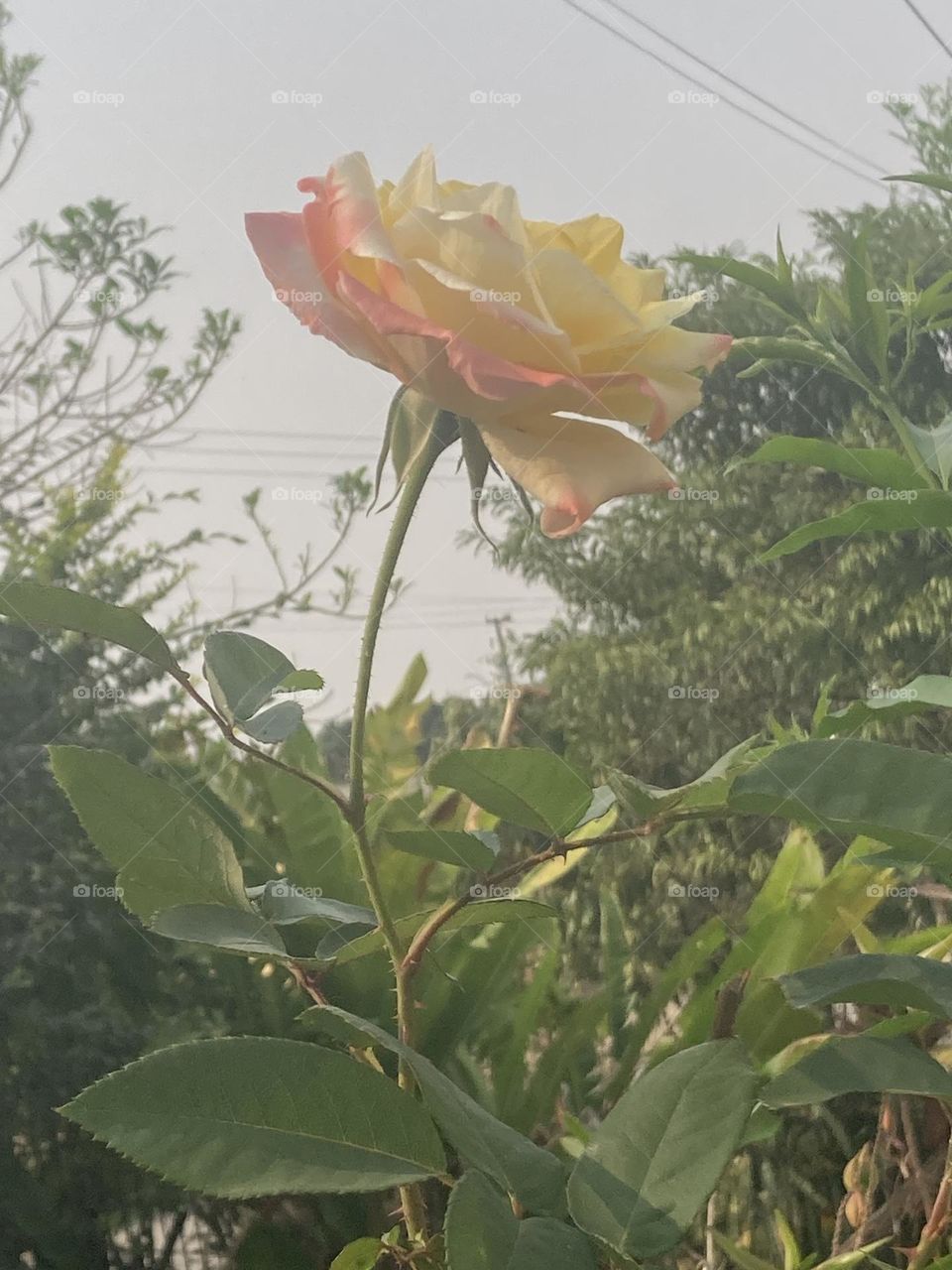 Rosa amarela com matizes cor de rosa no meio de árvores e arbustos. 