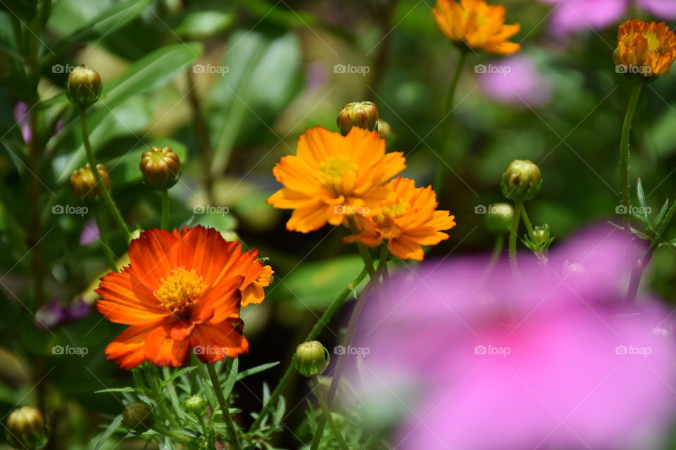 Yellow cosmos. Flowers in the garden