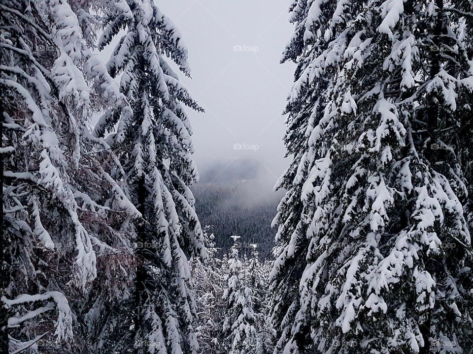 snowy firs