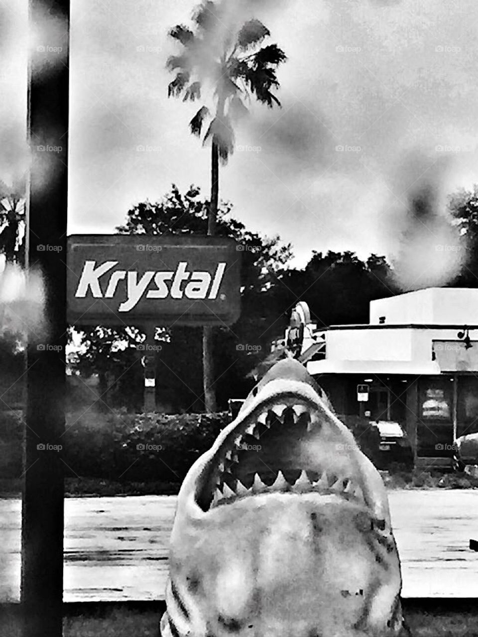 Weird black and white photo taken out a car window on a rainy day of a fake shark head coming out of the ground appearing to eat a Krystal hamburger sign