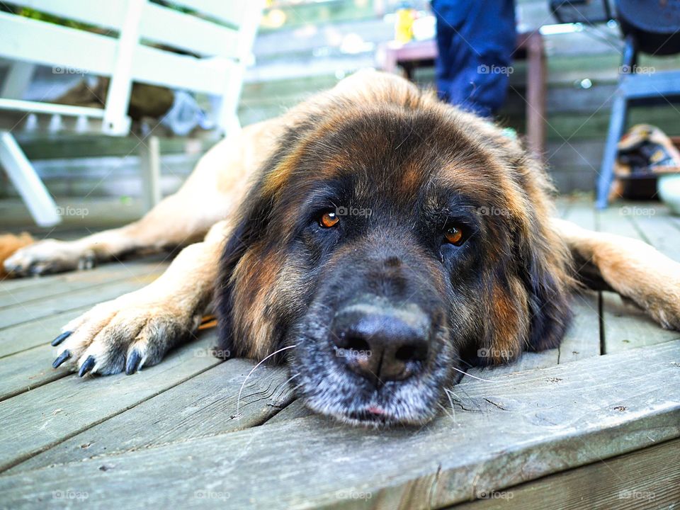 High angle view of dog