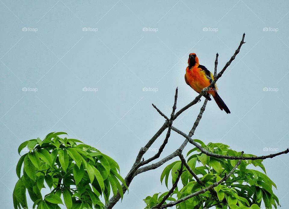 Bright Tropical Songbird. Colorful Oriole In The Yucatán Jungle
