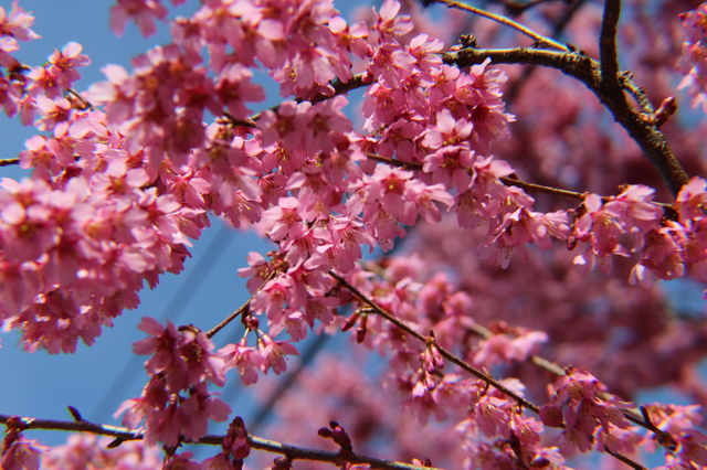 Spring 