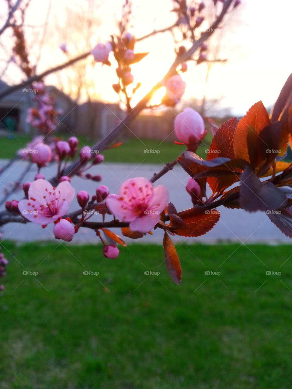 bloom. spring time brings new life.