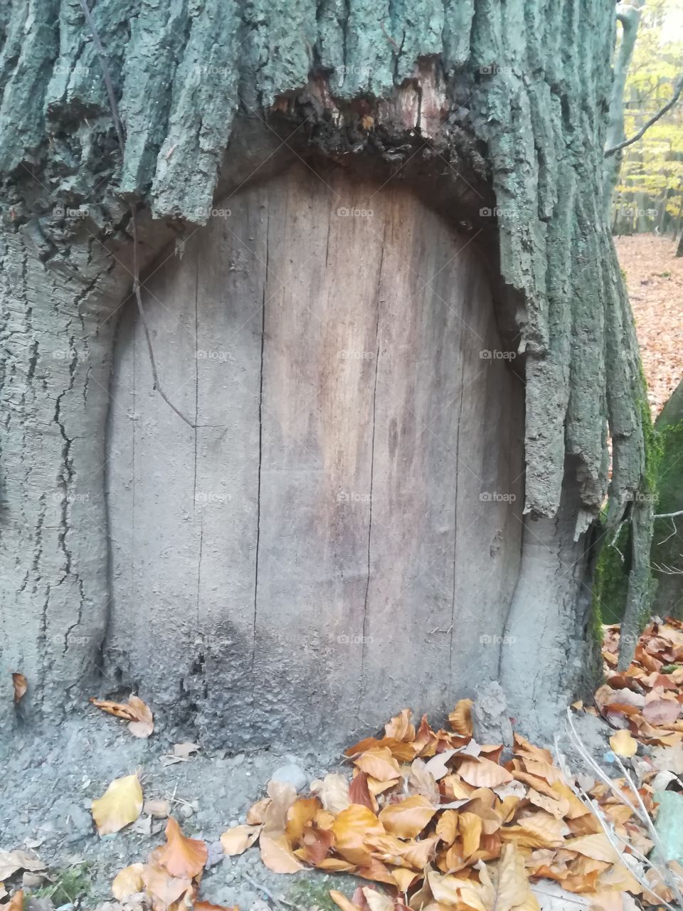 Baum Borke Rinde Tür Natur Herbst
