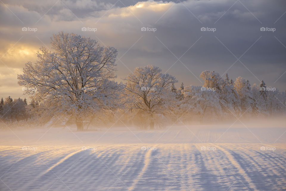 Foggy winter morning