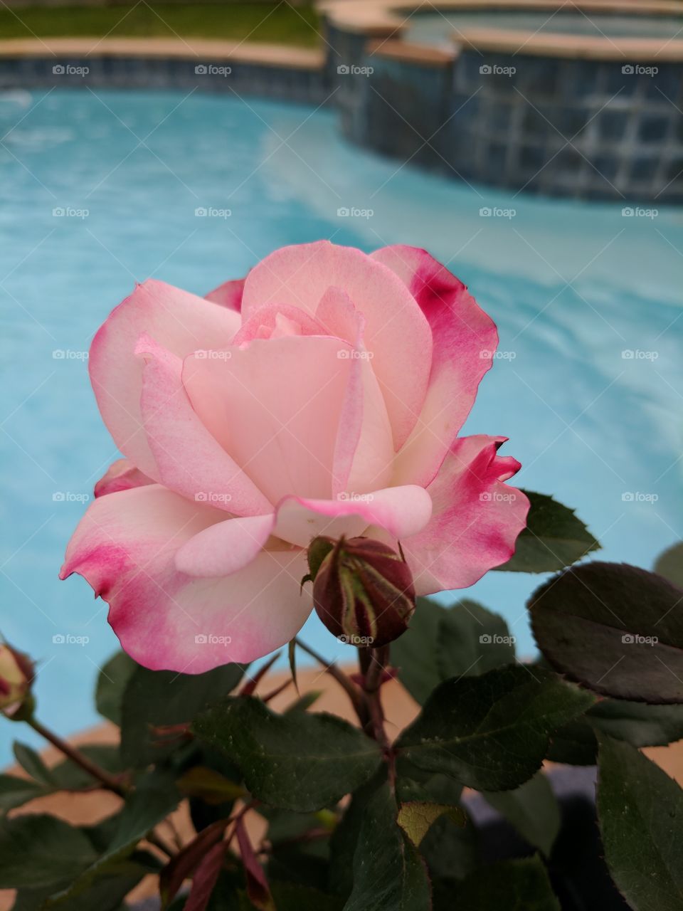Rose on Bloom