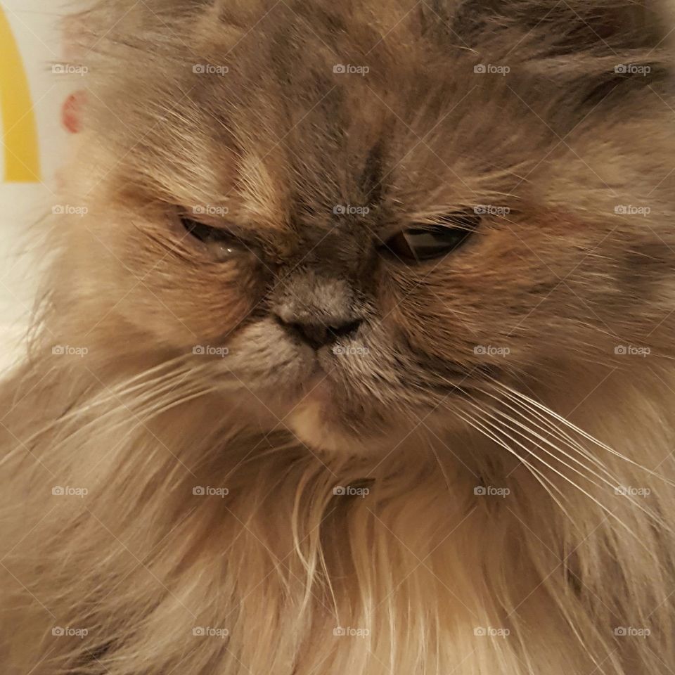 Sasha says "Grumpy cat has nothing on me."