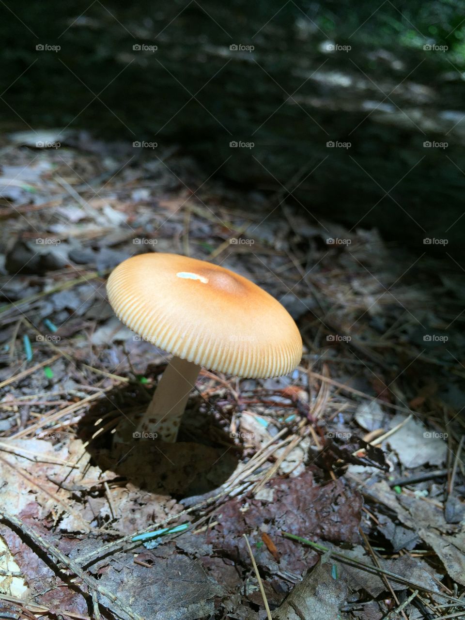 lonely fungus