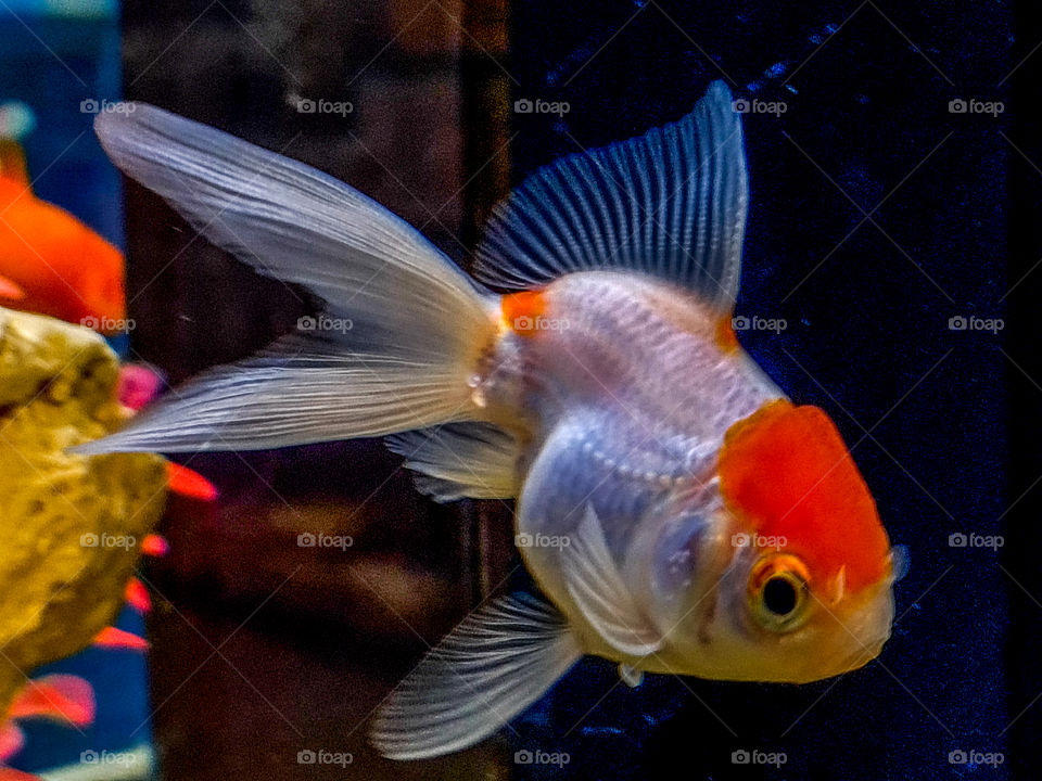 peixe kinguio-oranda