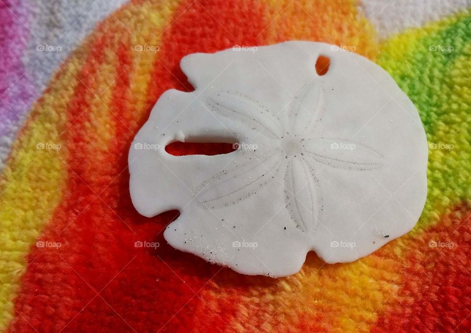 Delicate. an undamaged sand dollar washed ashore