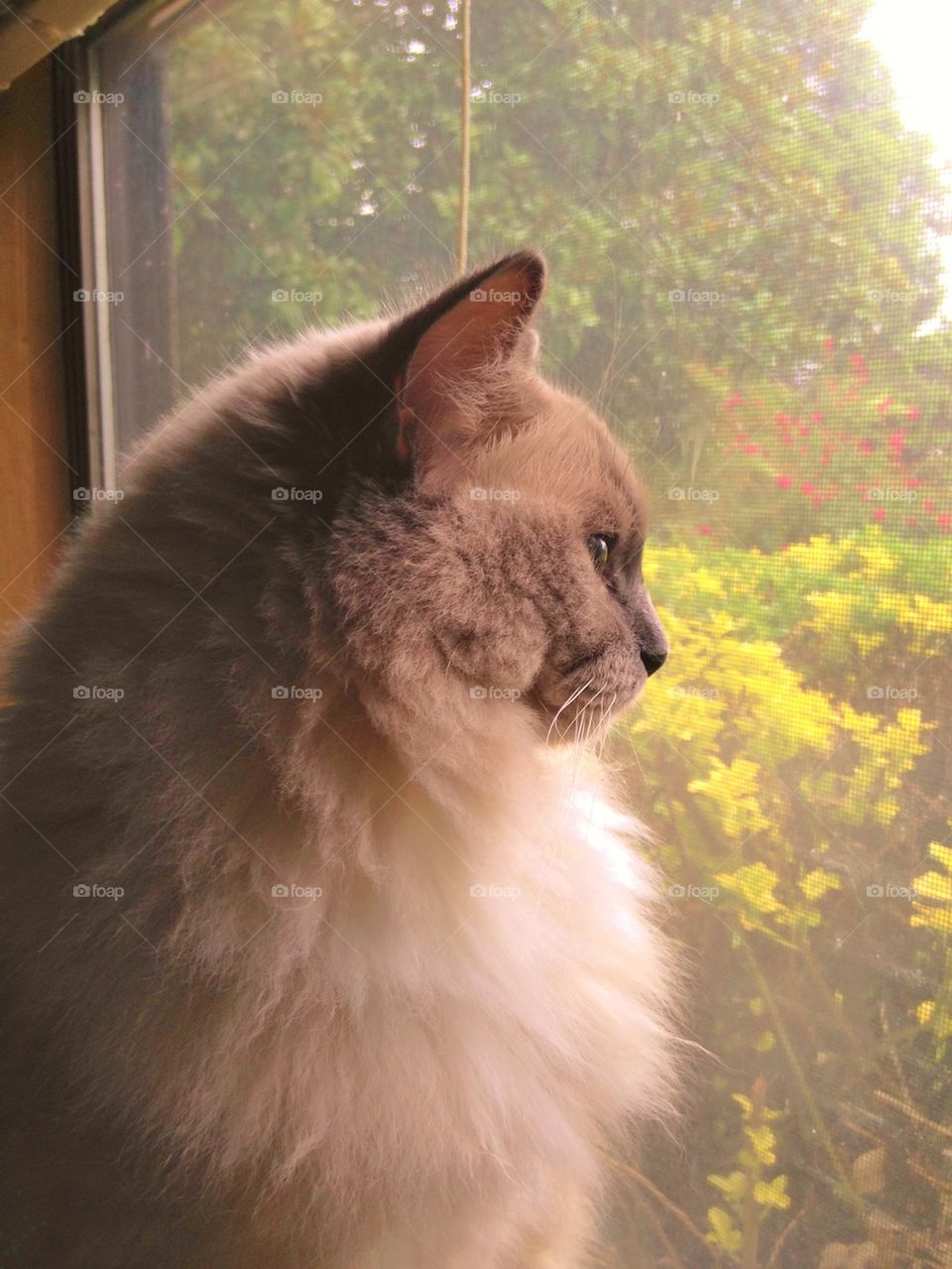 Cat looking out window