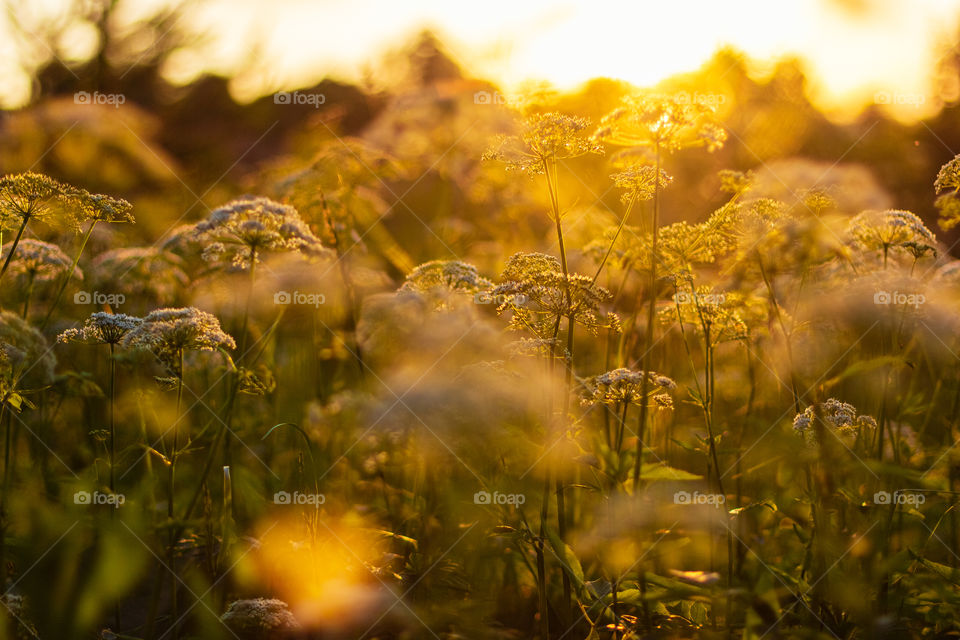 Summer flowers