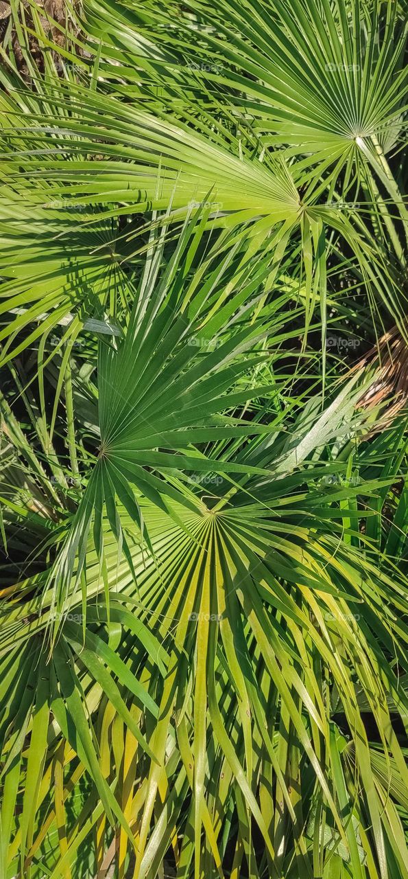 Beautiful background from green palm leaf flower, side view close-up.