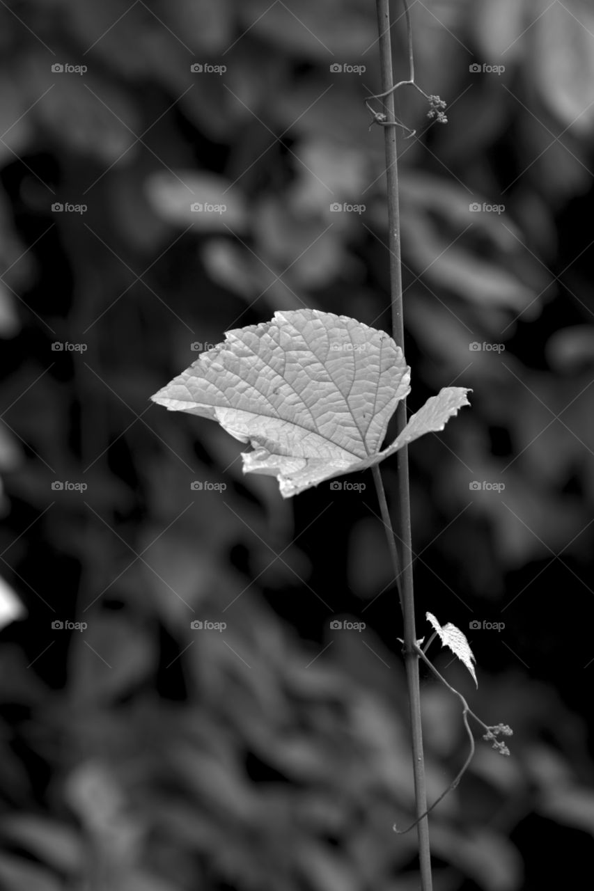 A wild leaf is isolated from a hanging creeper on dark background.