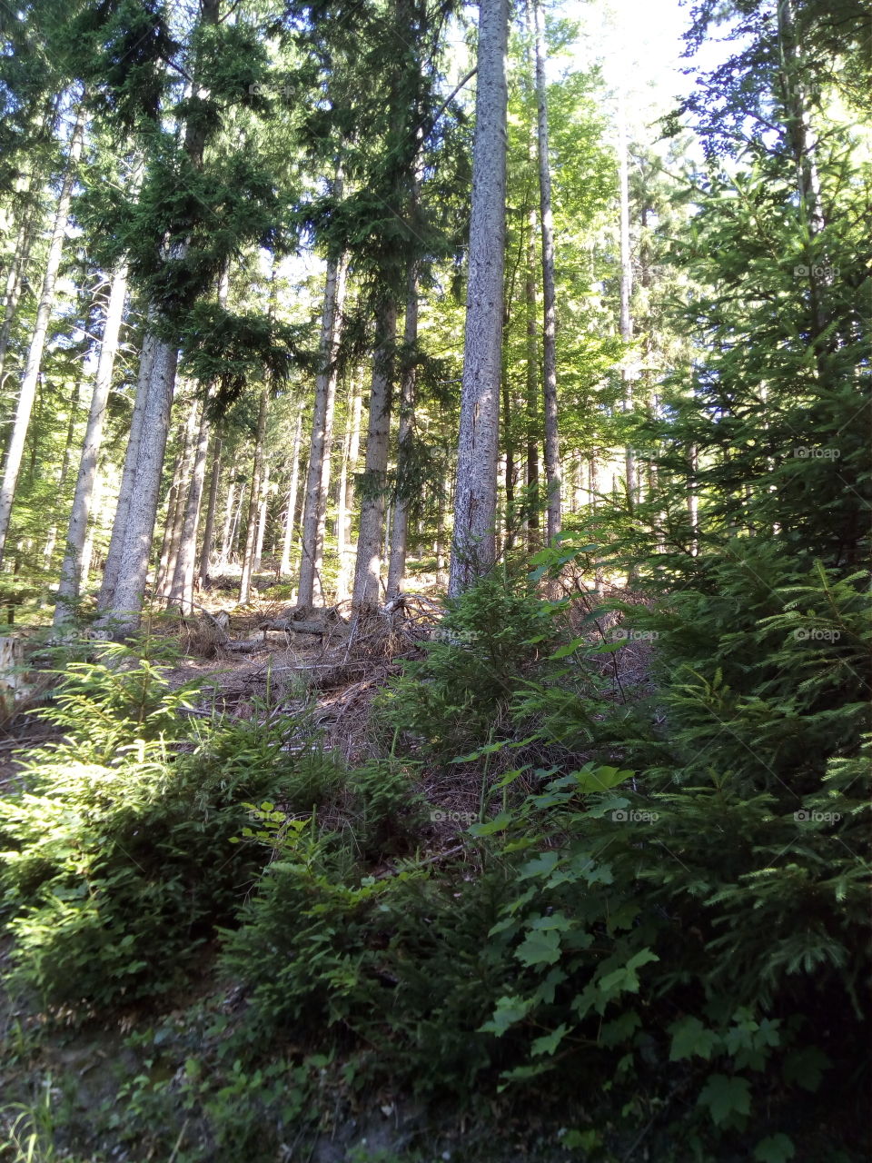 Forest in Schwarzwald