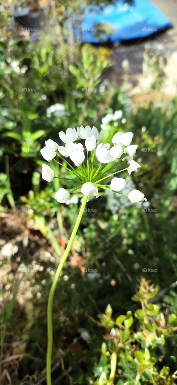 White flowers ,fleur blanche