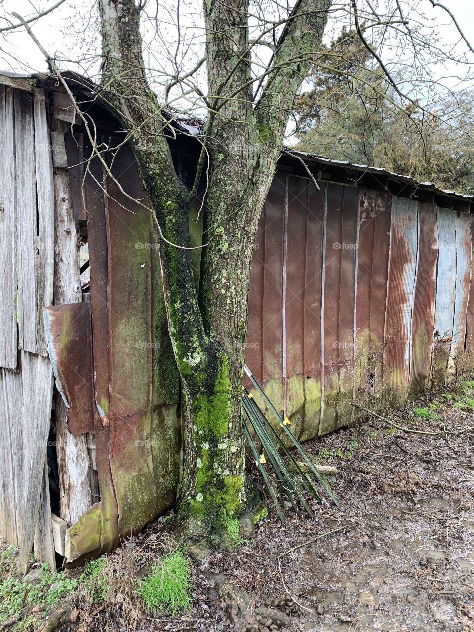 Rusty Barn and Mossy Tree