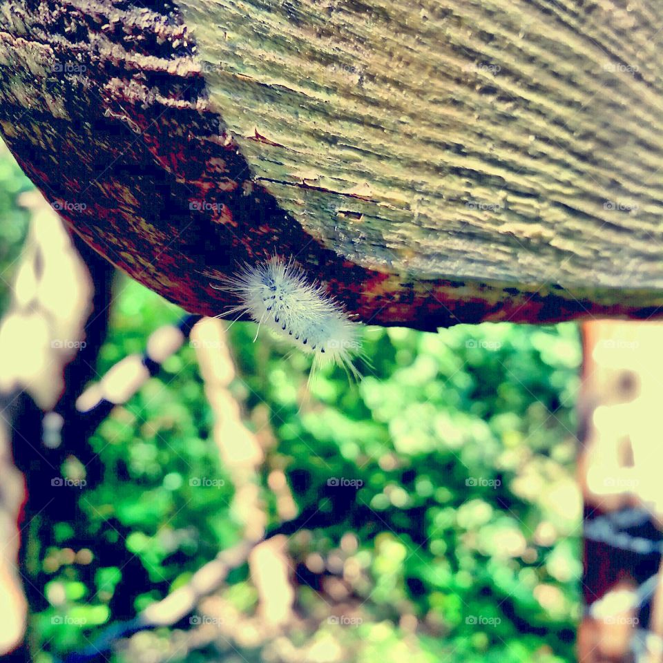 Fuzzy Caterpillar