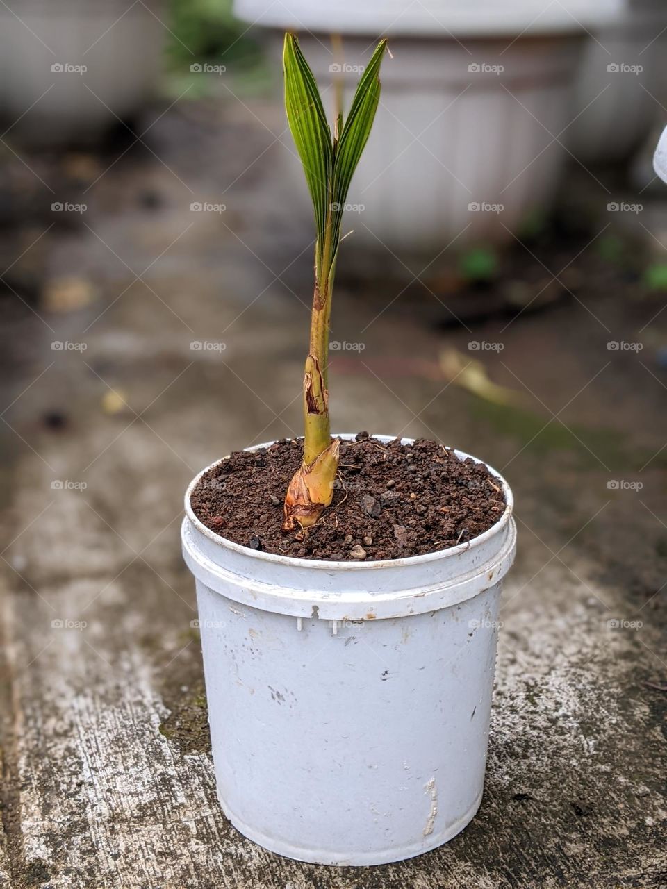 coconut seeds🌴🥥👈😁