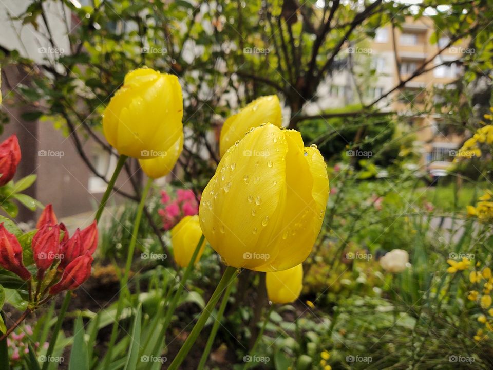 raindrops on yellow tulips
