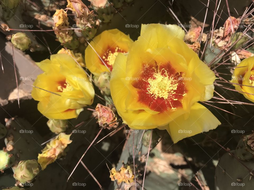 Yellow Prickly Pear cactus flowers