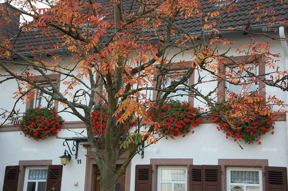 Geraniums are a stark contrast to the multi-colored fall leaves  in Wittlich-Bombogen, Germany.