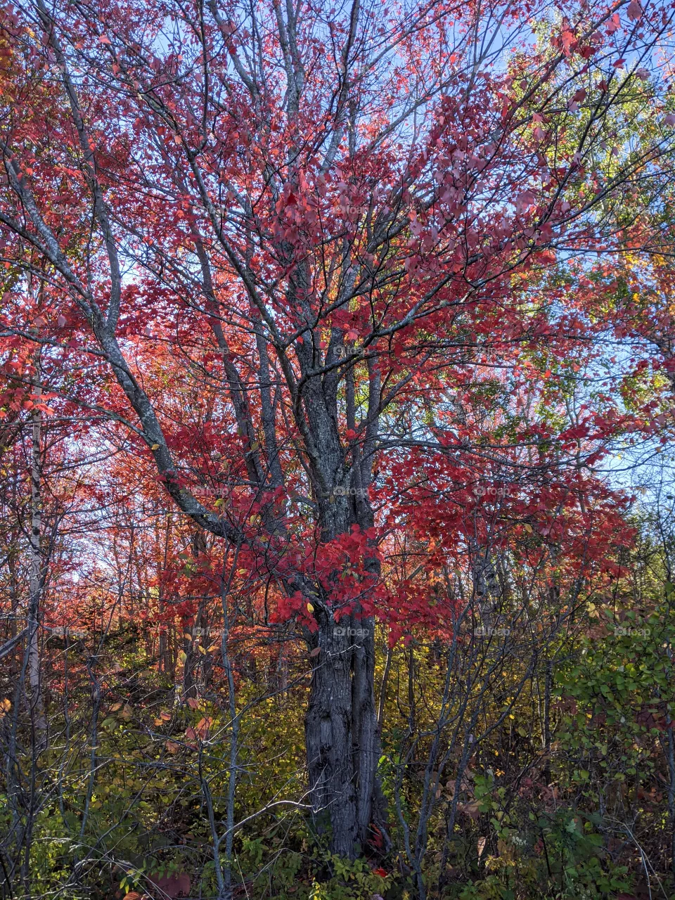 Beautiful fall