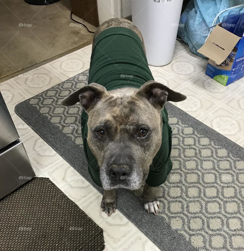 A pitt bull named Diva. She is looking up, wondering what is going on.