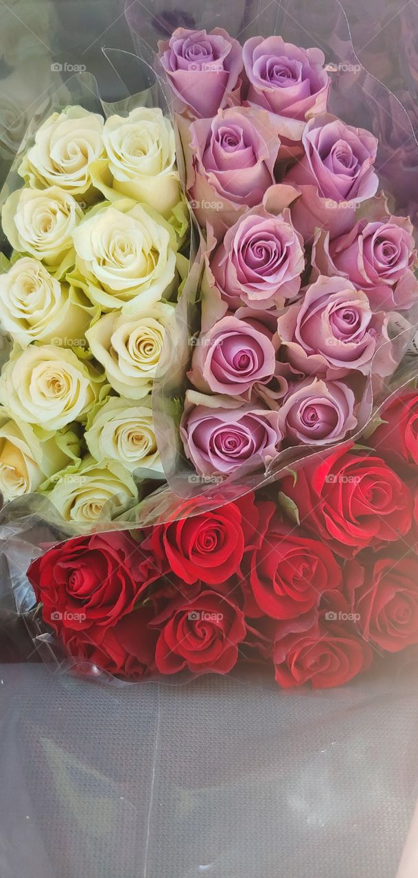 Roses Are Many Colours