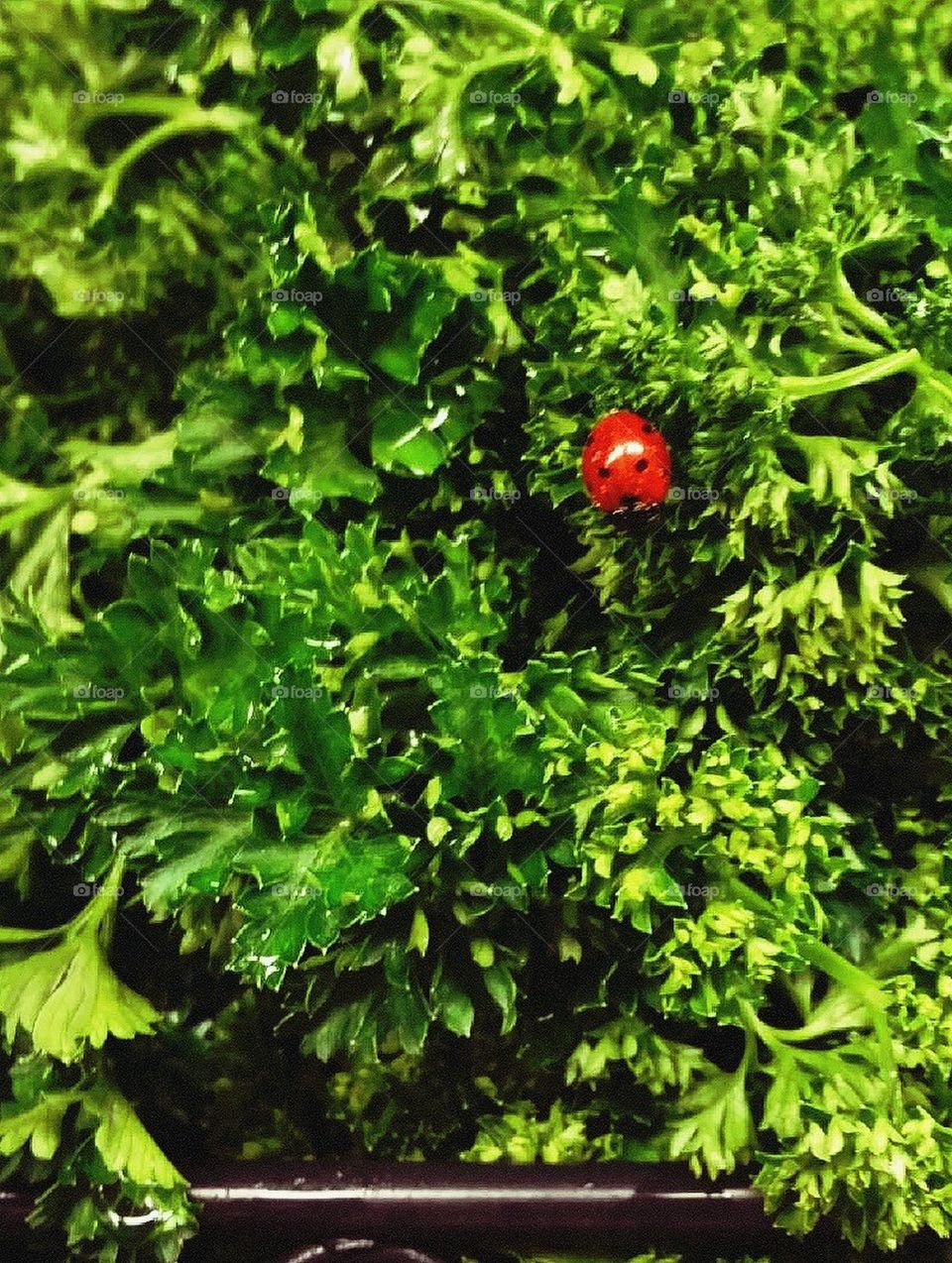 Lady bug in parsley