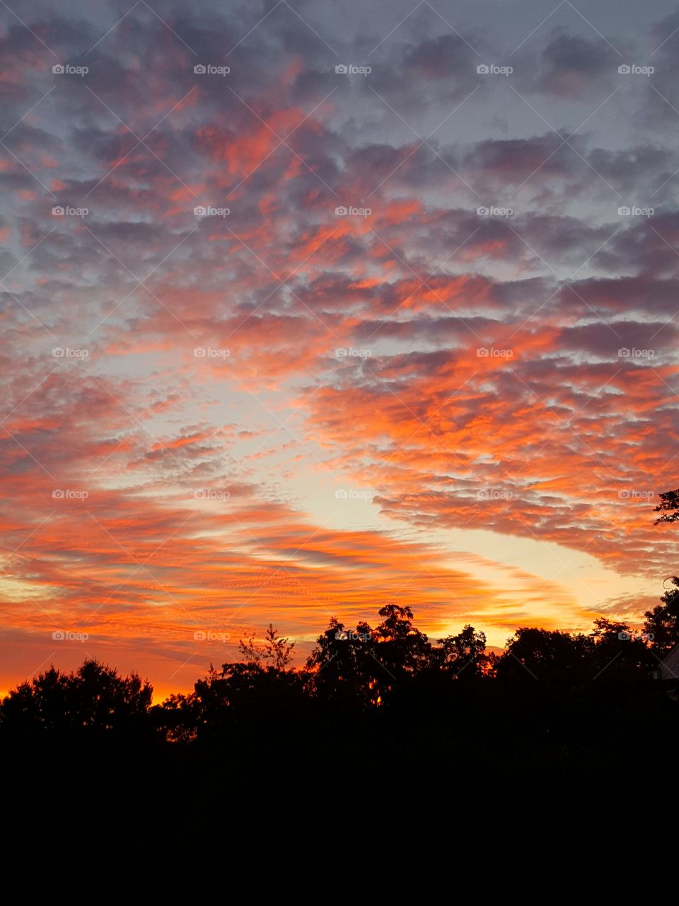 Silhouette of trees during sunset