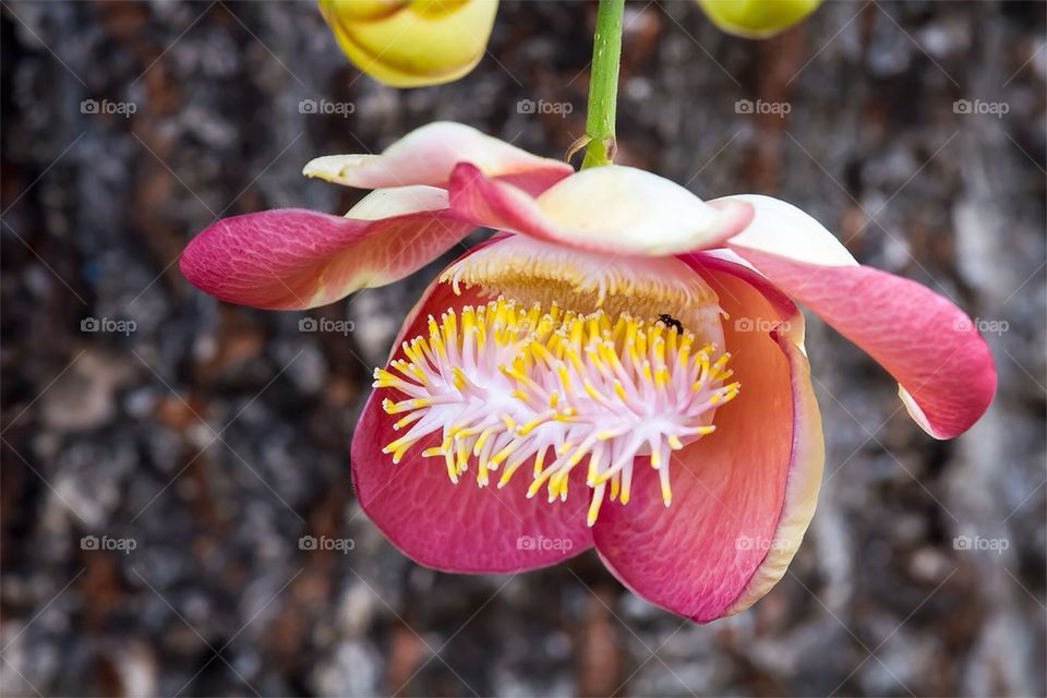 Cannonball flower